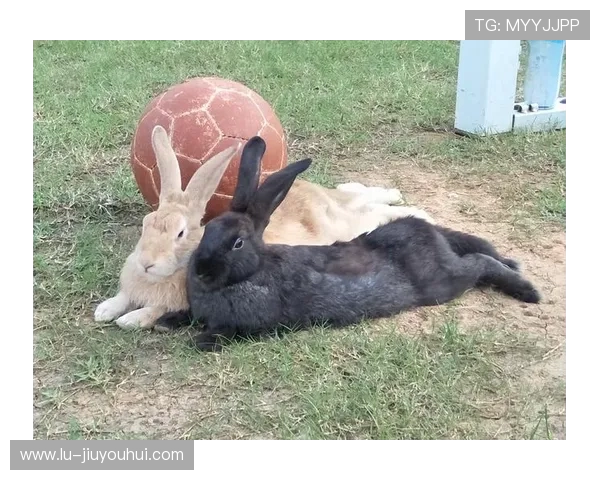 兔子足球任务全面攻略与技巧解析助你轻松过关 兔子足球任务全面攻略与技巧解析助你轻松过关