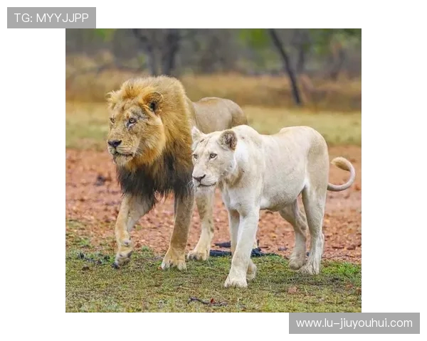 足球场上的狮子象征与意义解析解读足球界狮子背后的传奇故事